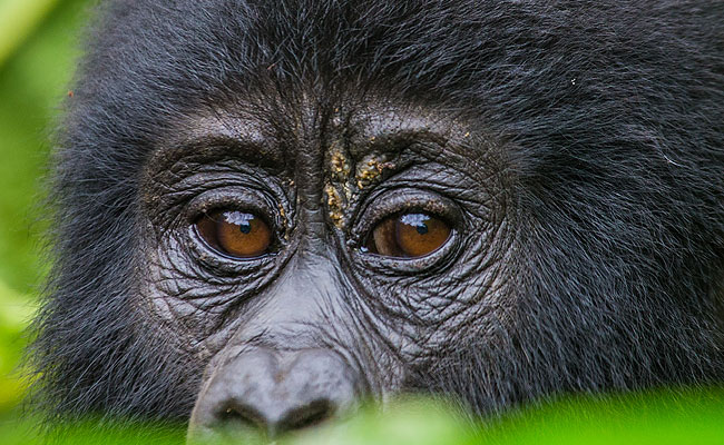 baby congo gorilla exotic animal
