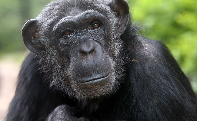 black chimpanzee exotic animal