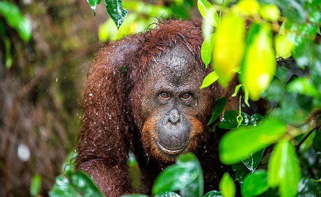 bornean orangutan exotic animal