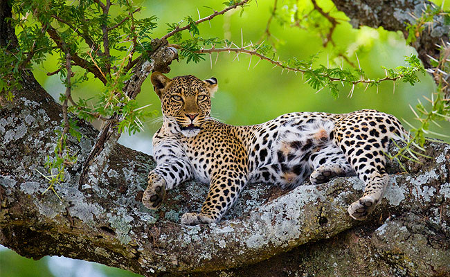 cheetah in tree exotic animal